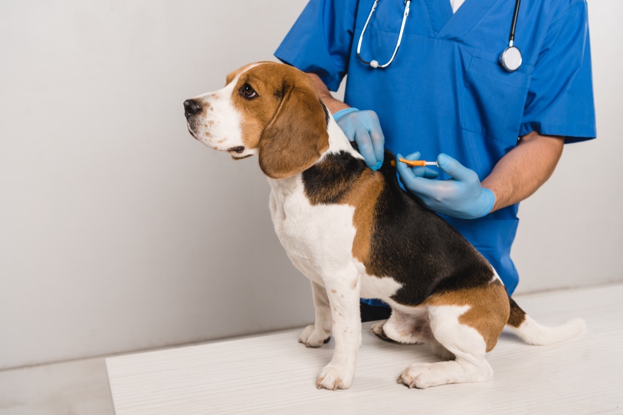 Entra em vigor lei que obriga a implantação de microchips em animais de estimação