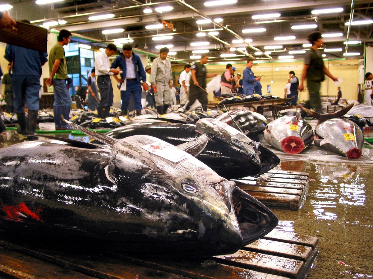 Mercado de Toyosu permitirá que visitantes assistam ao leilão de atum
