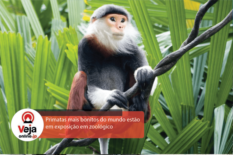 Macacos mais bonitos do mundo estão em exposição em zoológico no Japão