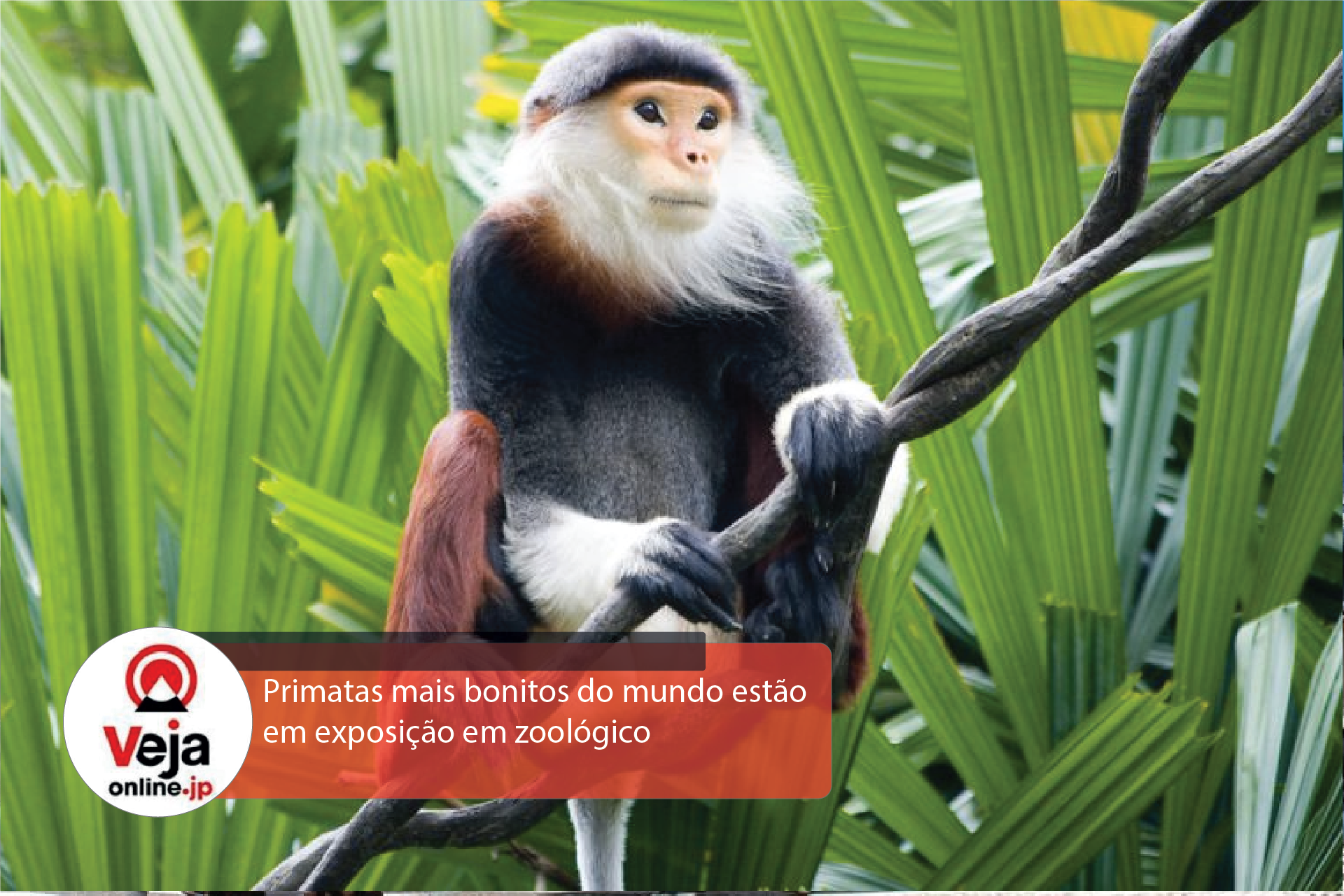 Macacos mais bonitos do mundo estão em exposição em zoológico no Japão