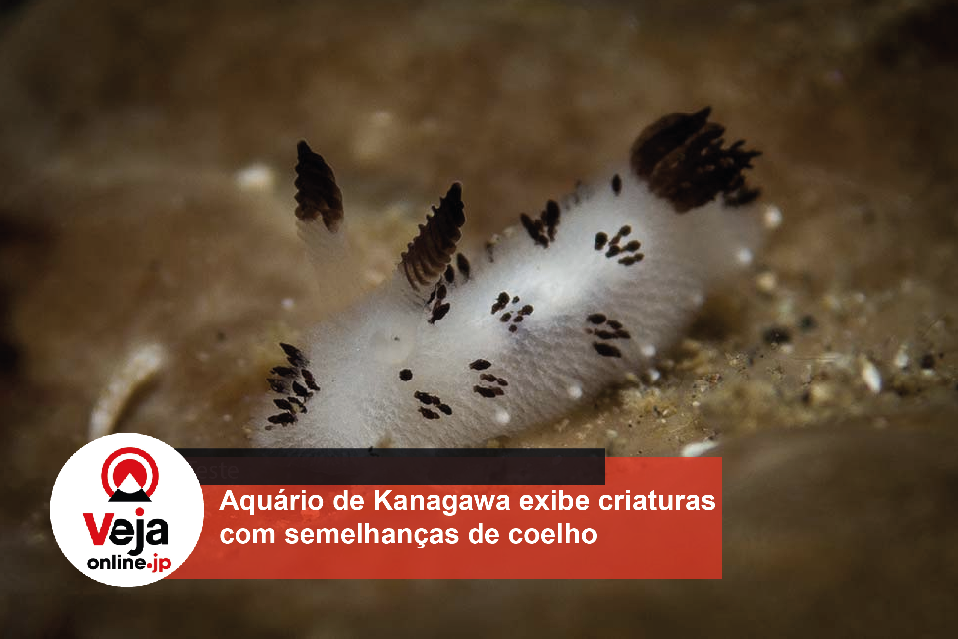 Aquário de Kanagawa exibe dez tipos exóticos de plantas e animais aquáticos
