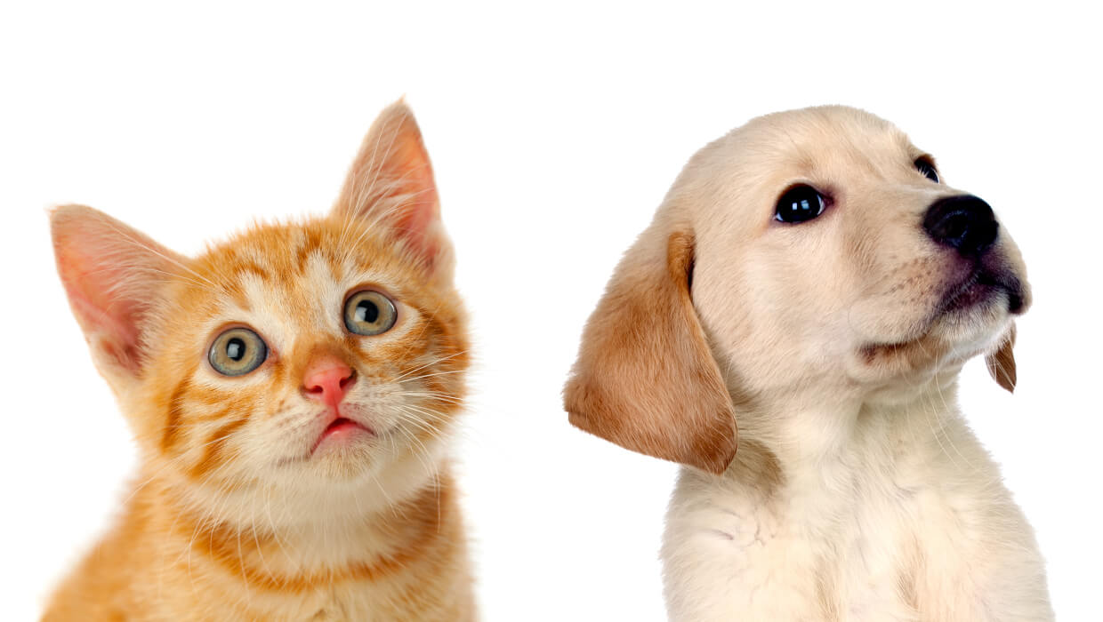 Número de gatos com microchips no Japão é bem menor que o de cães