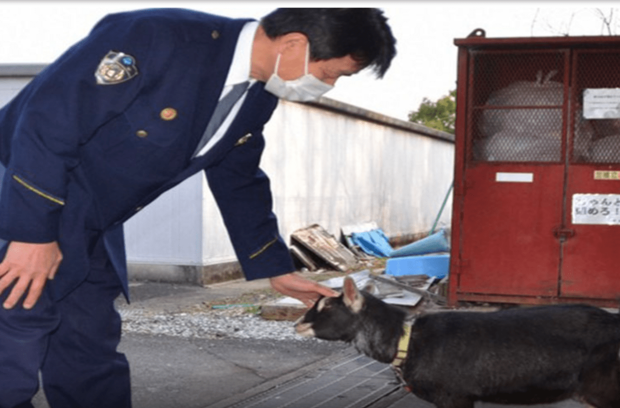Cabra aparece em estacionamento e pula em carro da polícia