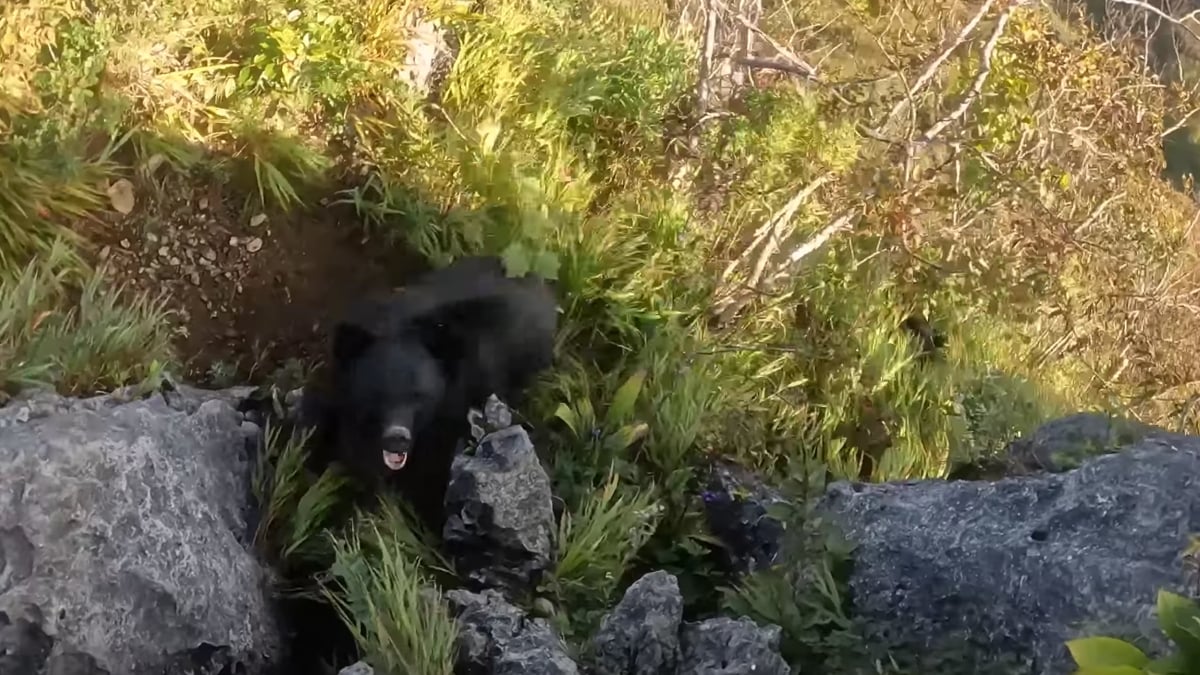 Homem fica ferido após ser atacado por um urso em Fukushima
