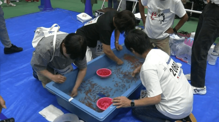 Concurso de captura de peixinhos dourados no Japão atrai 1.700 pessoas