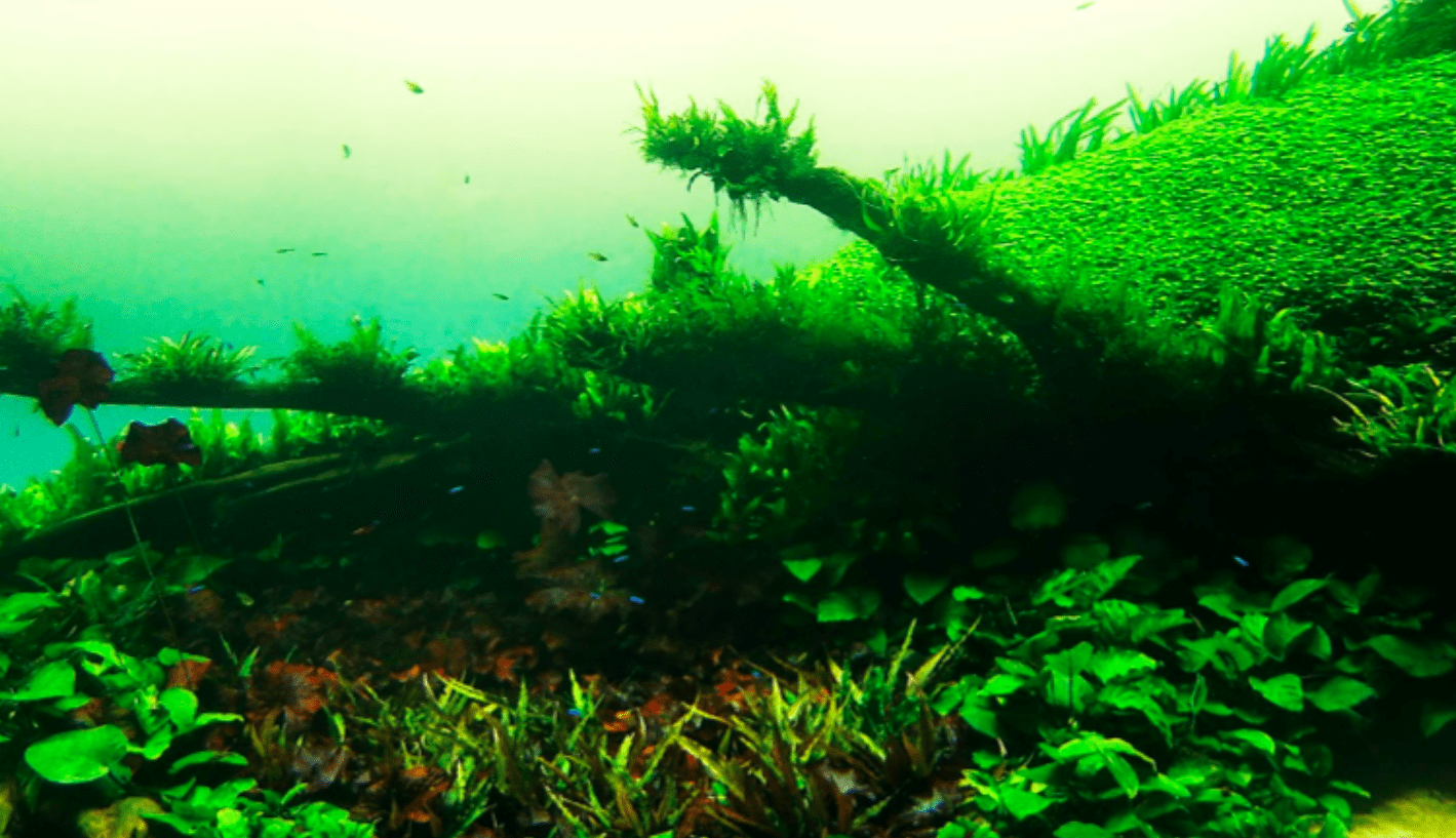 Japão tem uma floresta secreta no fundo do mar