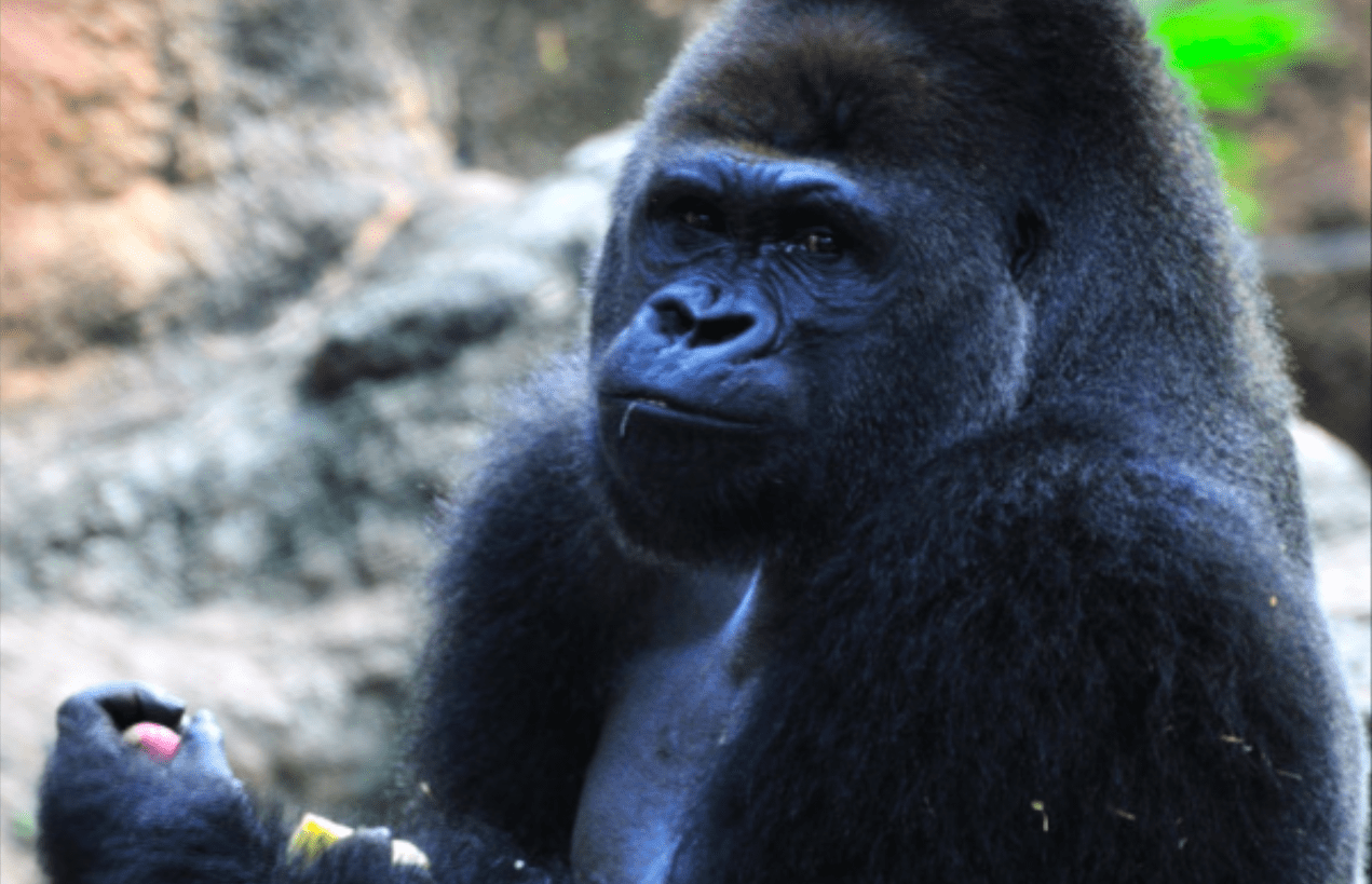 Dia Mundial dos Gorilas é celebrado em Zoológicos no Japão