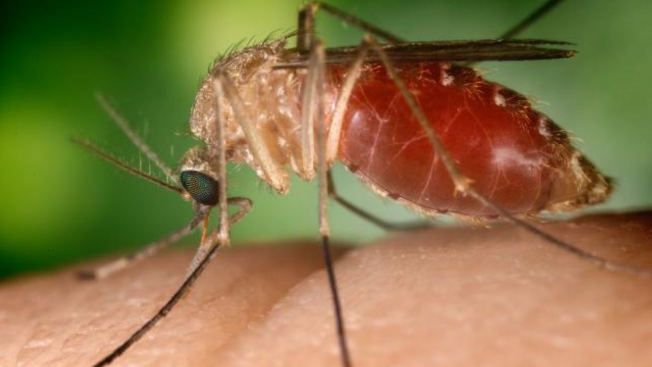 Primeiro caso de encefalite japonesa é confirmado na província de Kumamoto