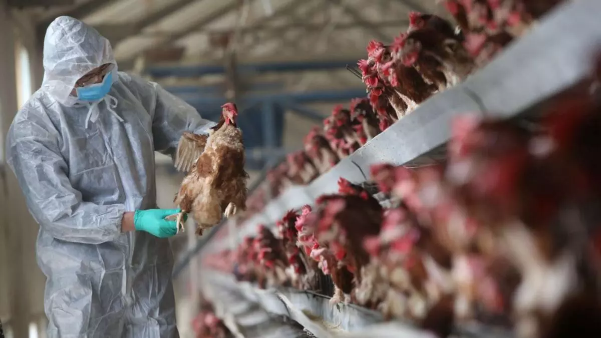 Japão sacrifica 40.000 aves para conter o primeiro surto de gripe aviária da temporada