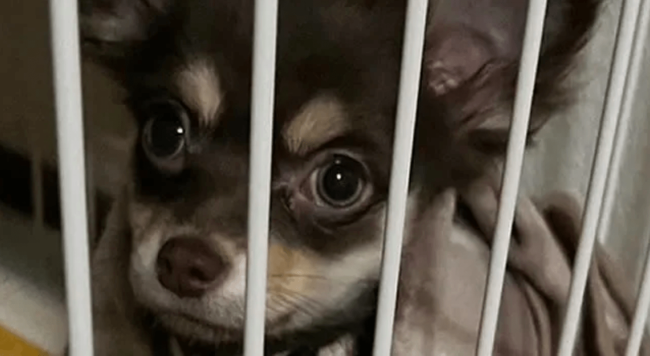 Associação oferece atendimento veterinário gratuito para animais afetados pelo terremoto