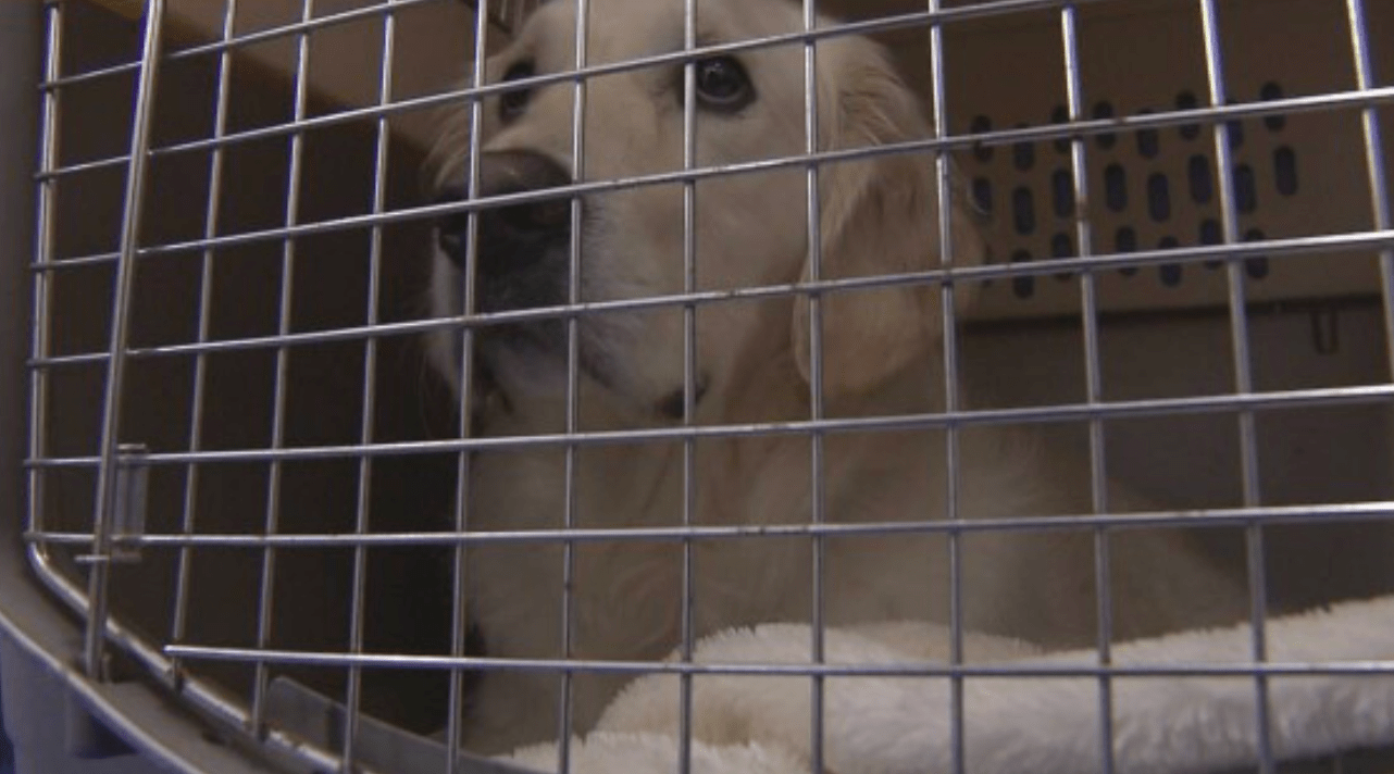 Província de Ishikawa monta trailers para animais de estimação dos evacuados