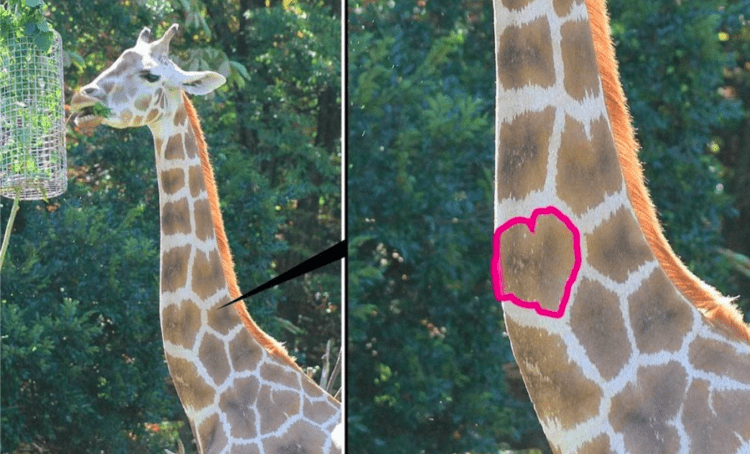 Famosa Girafa com marca de coração no pescoço morre aos 16 anos, no zoológico de Nagoya