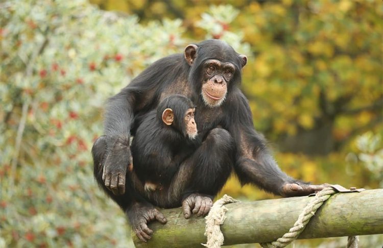 Funcionário é indiciado por roubar comidas destinadas aos animais em Zoológico de Osaka