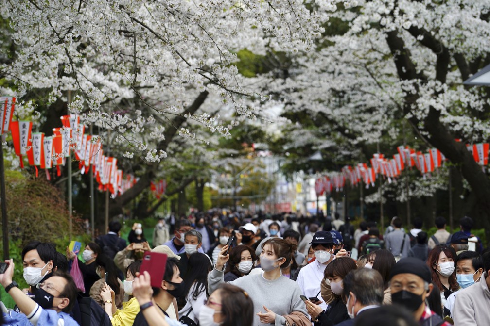 Temporada de flores de cerejeira no Japão começa em 21 de março