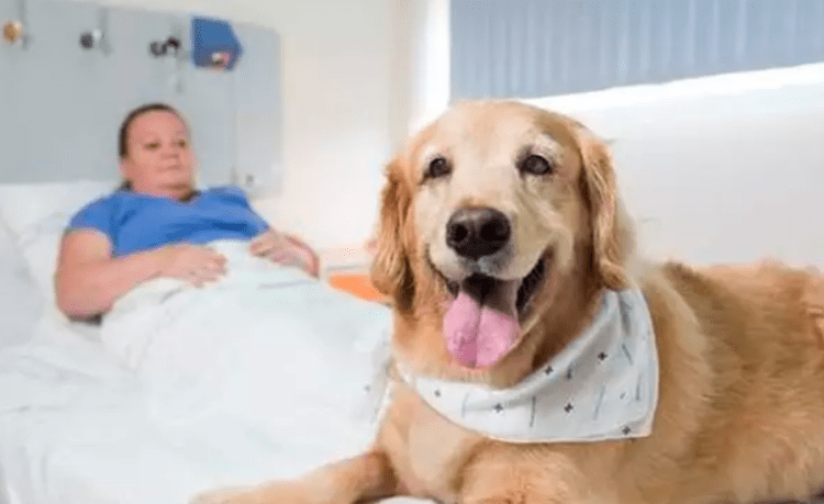 Hospital japonês permitirá pacientes com seus cães