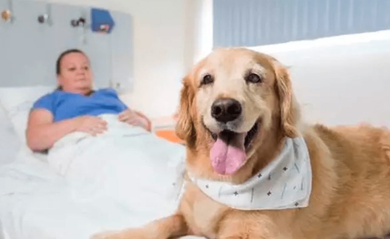 Hospital japonês permitirá pacientes com seus cães
