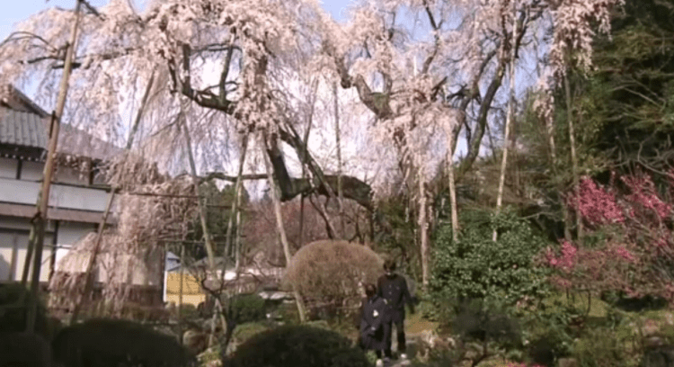 Cerejeira de 400 anos floresce em templo japonês