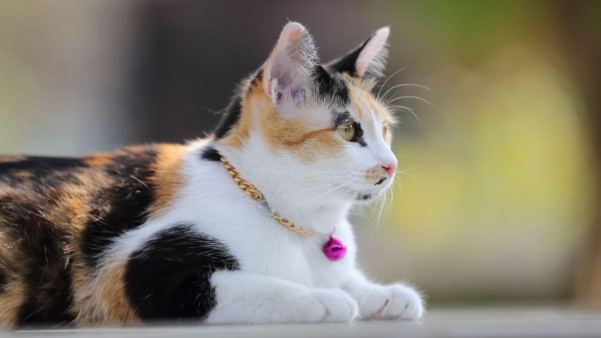 Mistério sobre pelagem de gatos tricolores é desvendado por pesquisadores do Japão