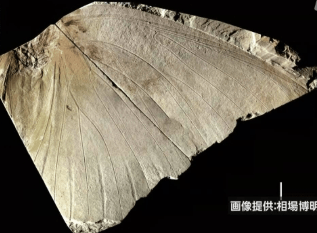 Fóssil de borboleta extinta encontrado no Japão é identificado como sendo de uma nova espécie