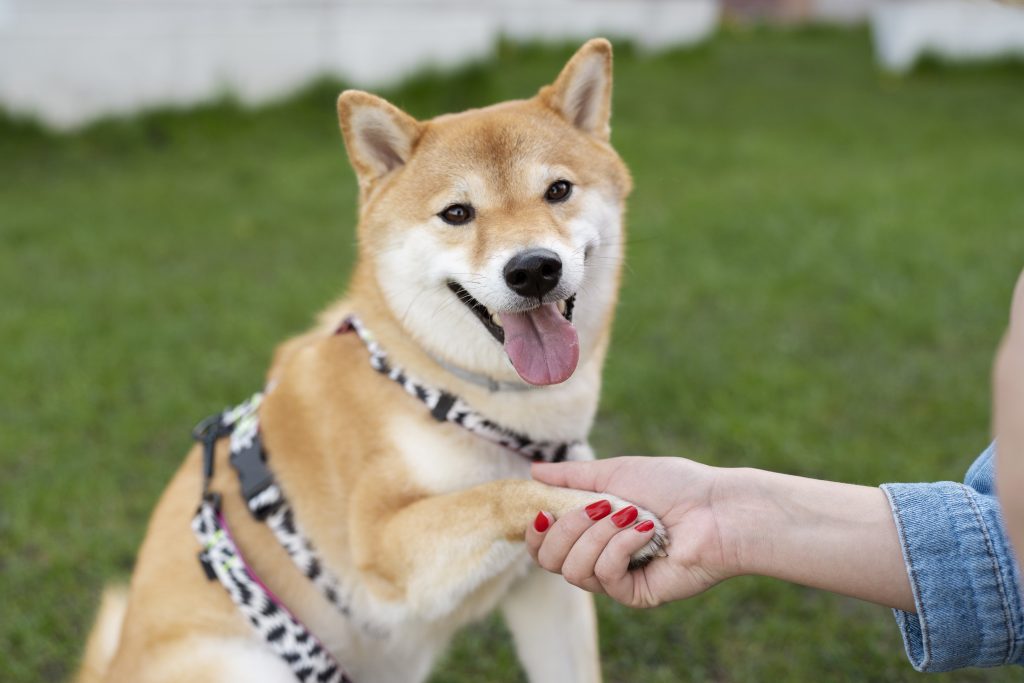 Número de pets ultrapassa o de crianças e tendência continua a crescer no Japão