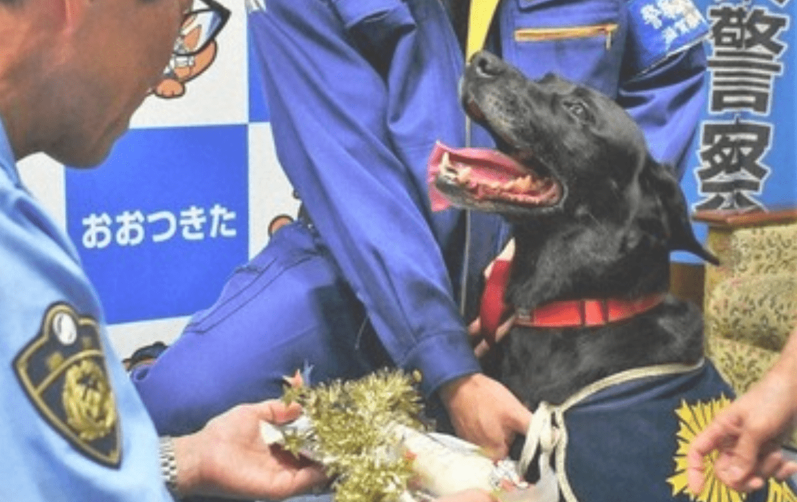 Cadela labrador ajuda polícia a localizar idosa desaparecida em Otsu