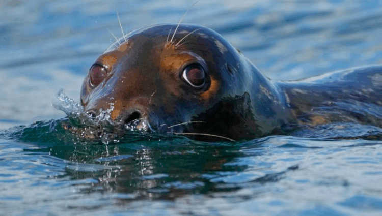 Republicanos buscam enfraquecer lei ambiental dos EUA que protege baleias e mamíferos marinhos