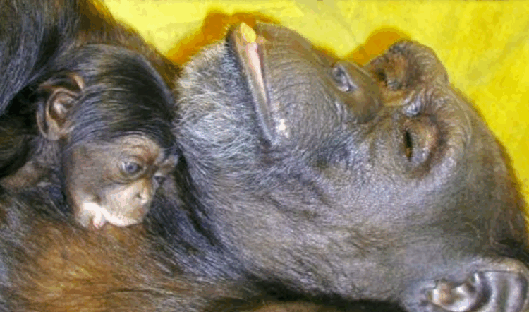 Chimpanzé “gênio” Ai morre aos 49 anos no Japão