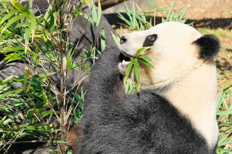 Pandas gêmeos deixam Tóquio e Japão ficará sem pandas