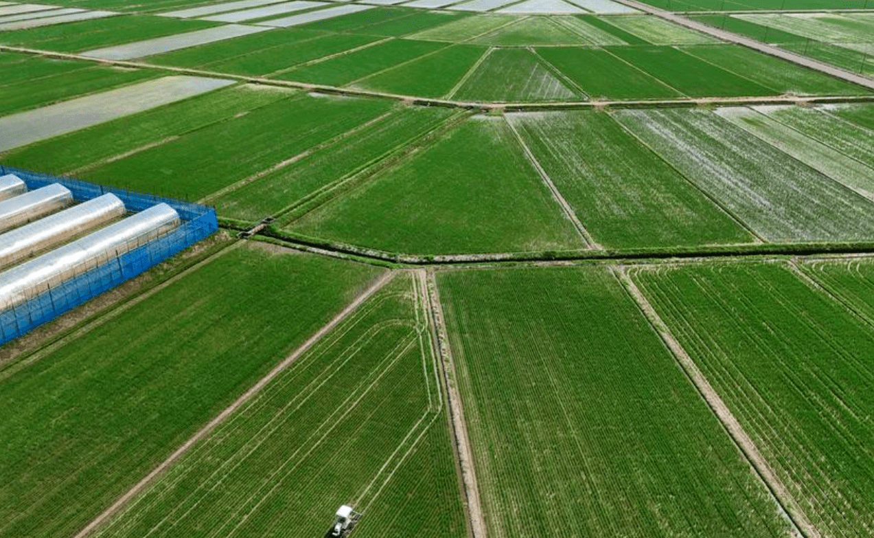 Clima ameaça arroz e eleva risco de desastres no Japão