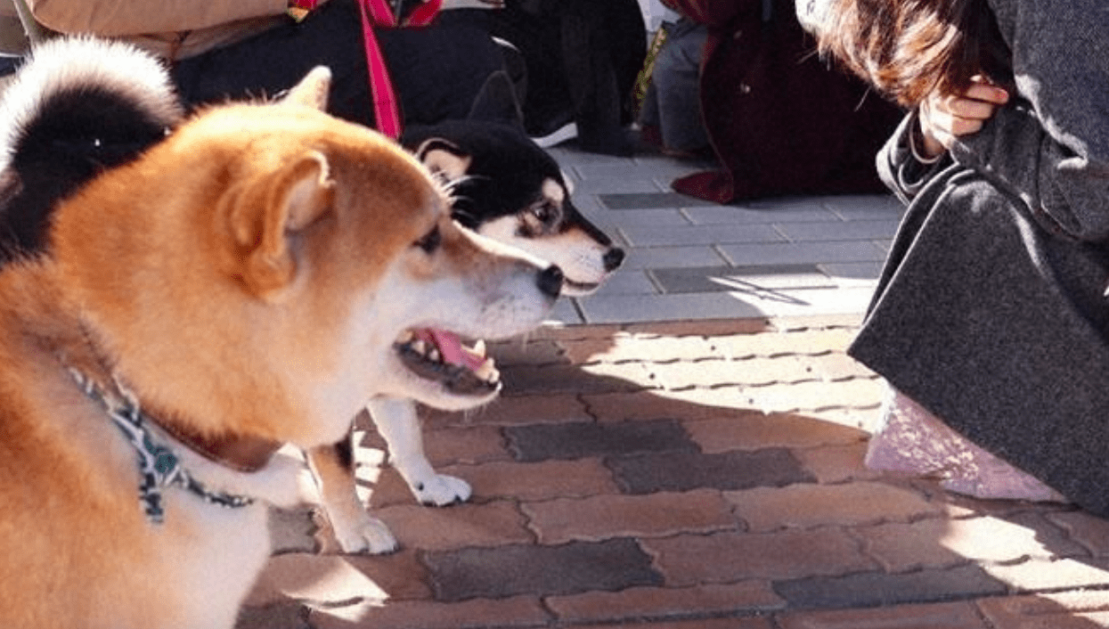 Shiba Inu impulsiona turismo e resgata história em Shimane