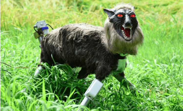 Lobos robôs viram sucesso no Japão após aumento recorde de ataques de ursos