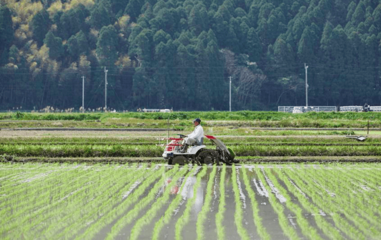 Redução do imposto sobre alimentos pode cortar mais de ¥300 bilhões da renda de agricultores japoneses