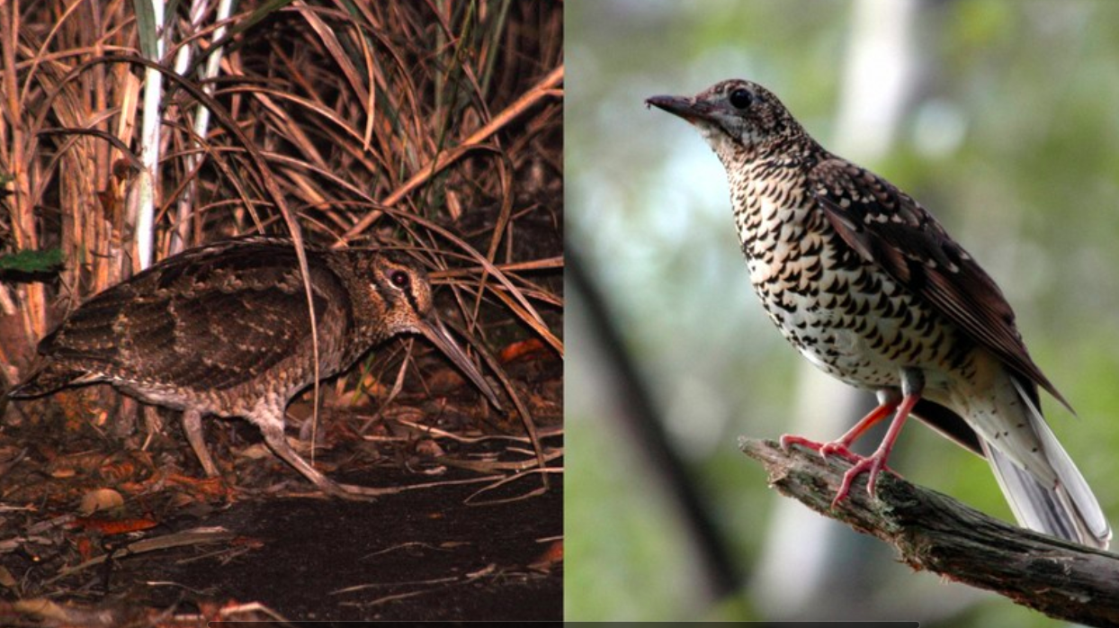 Japão conclui com sucesso primeiro programa de recuperação de aves ameaçadas e celebra vitória histórica da biodiversidade
