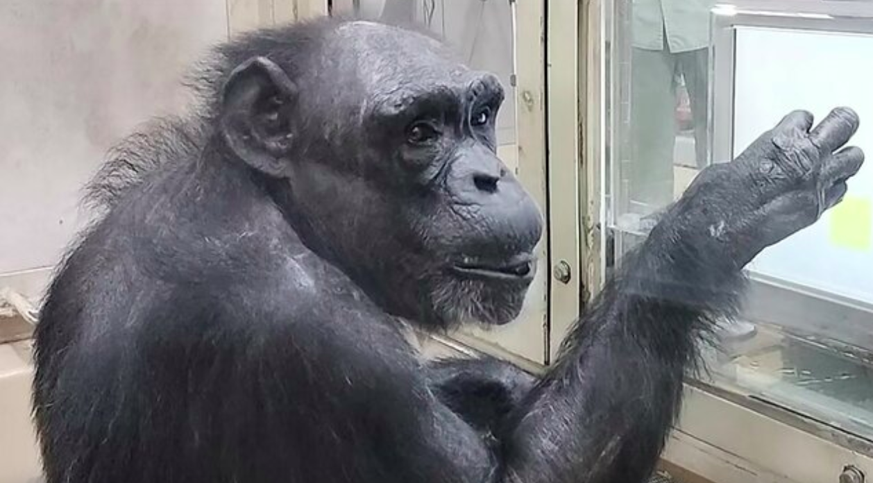 Chimpanzé que revolucionou a ciência no Japão ganha memorial e tem legado celebrado por pesquisadores