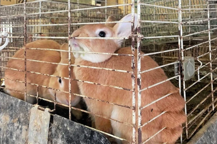 Japão debate novas regras para melhorar o bem-estar de coelhos de criação